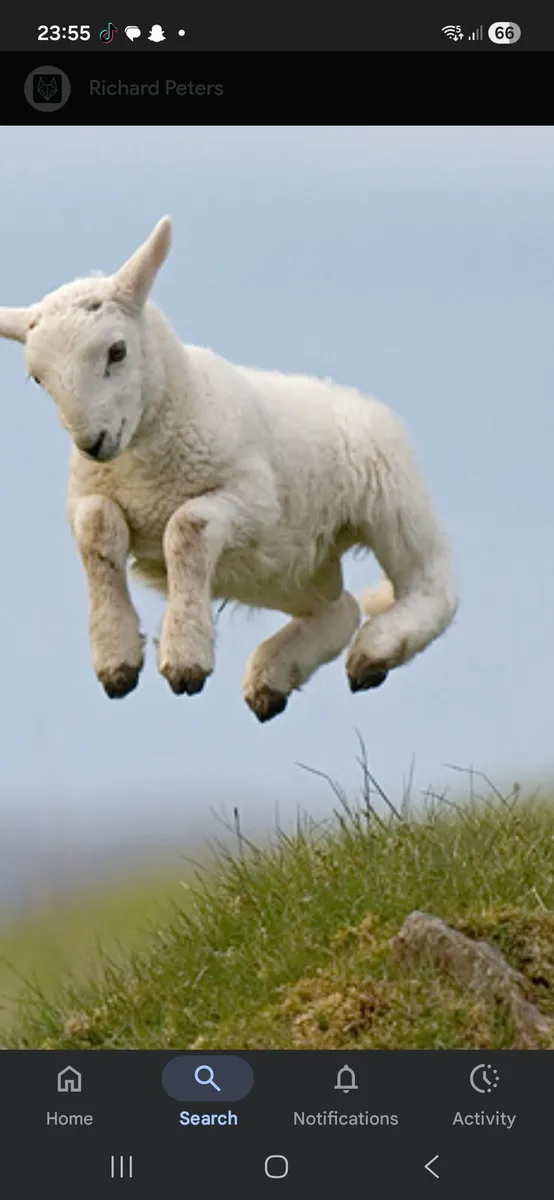 Looking for pet lambs