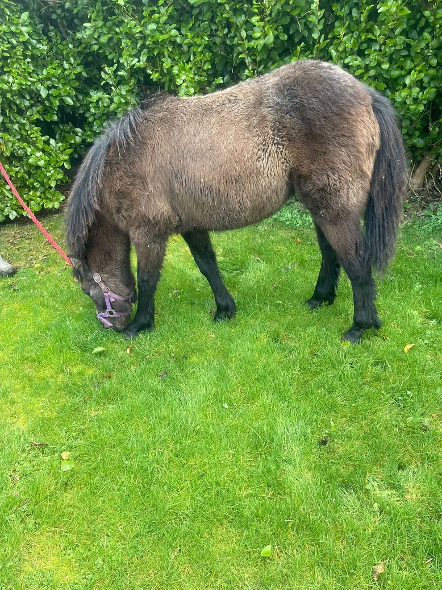 Connemara ponie - Image 3