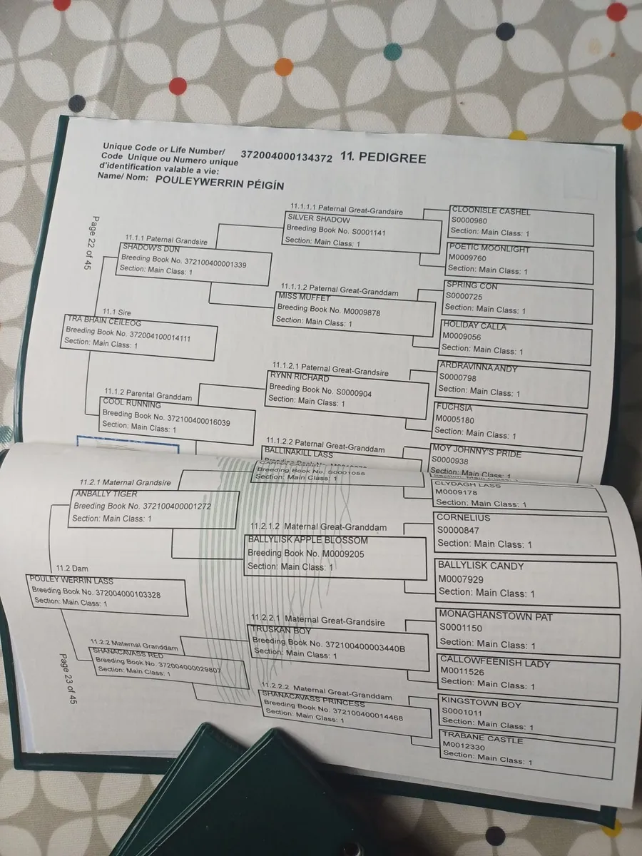 Connemara ponie - Image 4