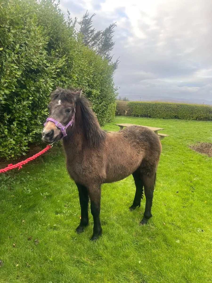 Connemara ponie - Image 1