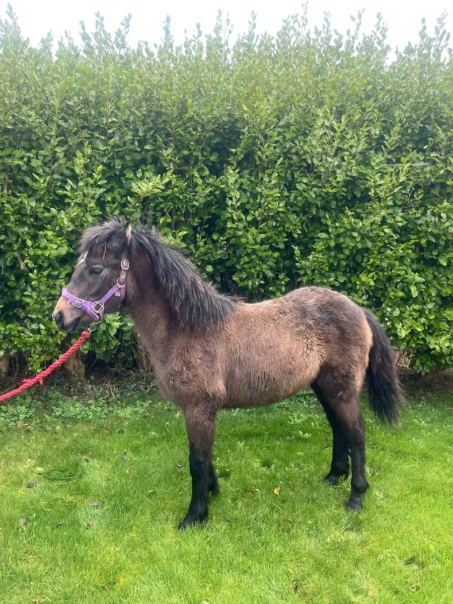 Connemara ponie - Image 2