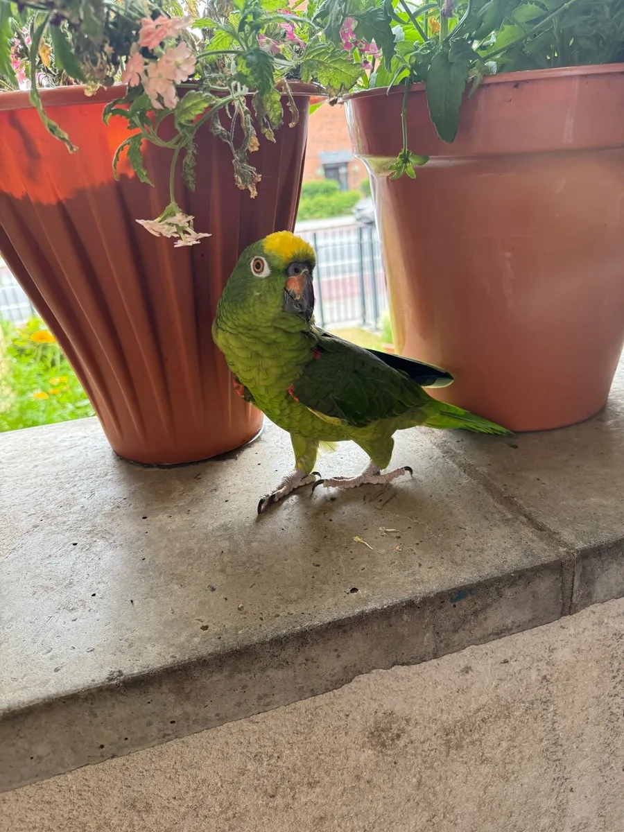 Yellow headed amazon parrot - Image 2