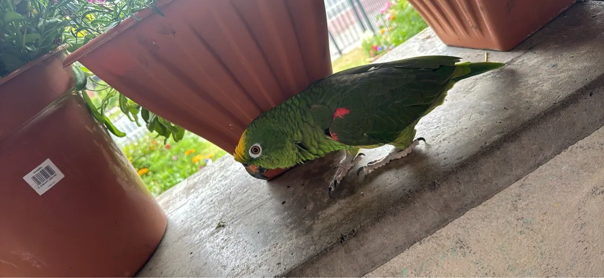 Yellow headed amazon parrot - Image 3