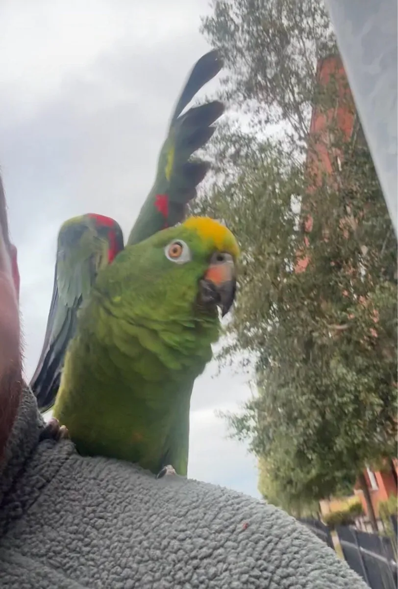 Yellow headed amazon parrot - Image 4