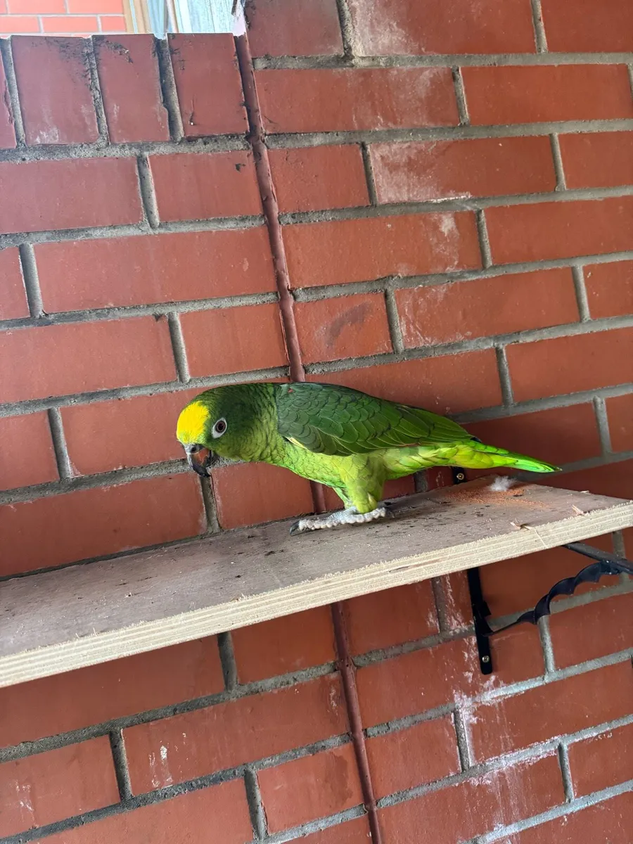 Yellow headed amazon parrot - Image 1