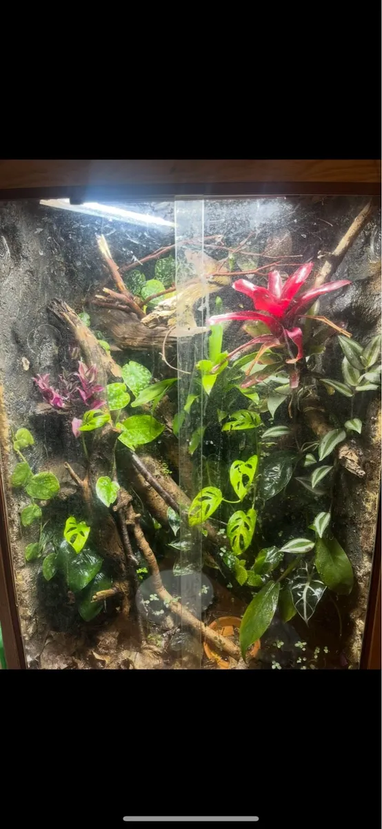 Giant Day Gecko Female - Image 4