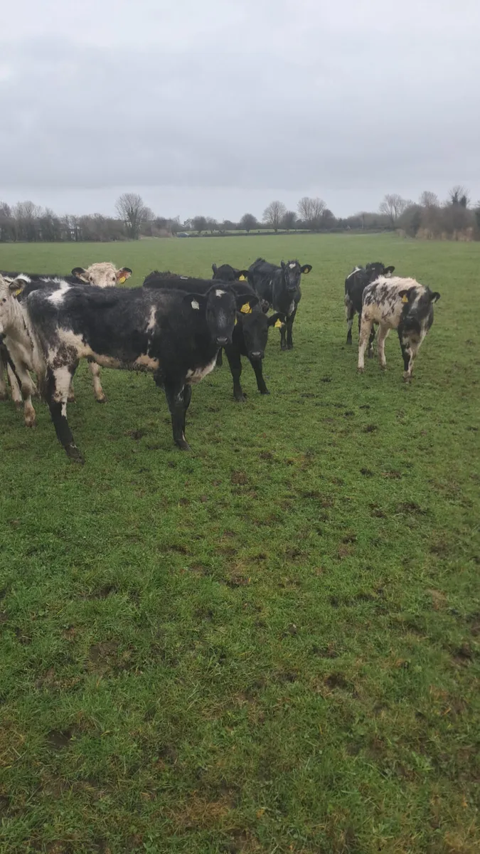 Yearling heifers - Image 1