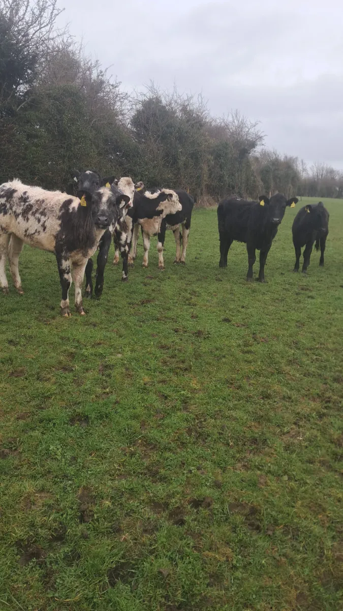 Yearling heifers - Image 2