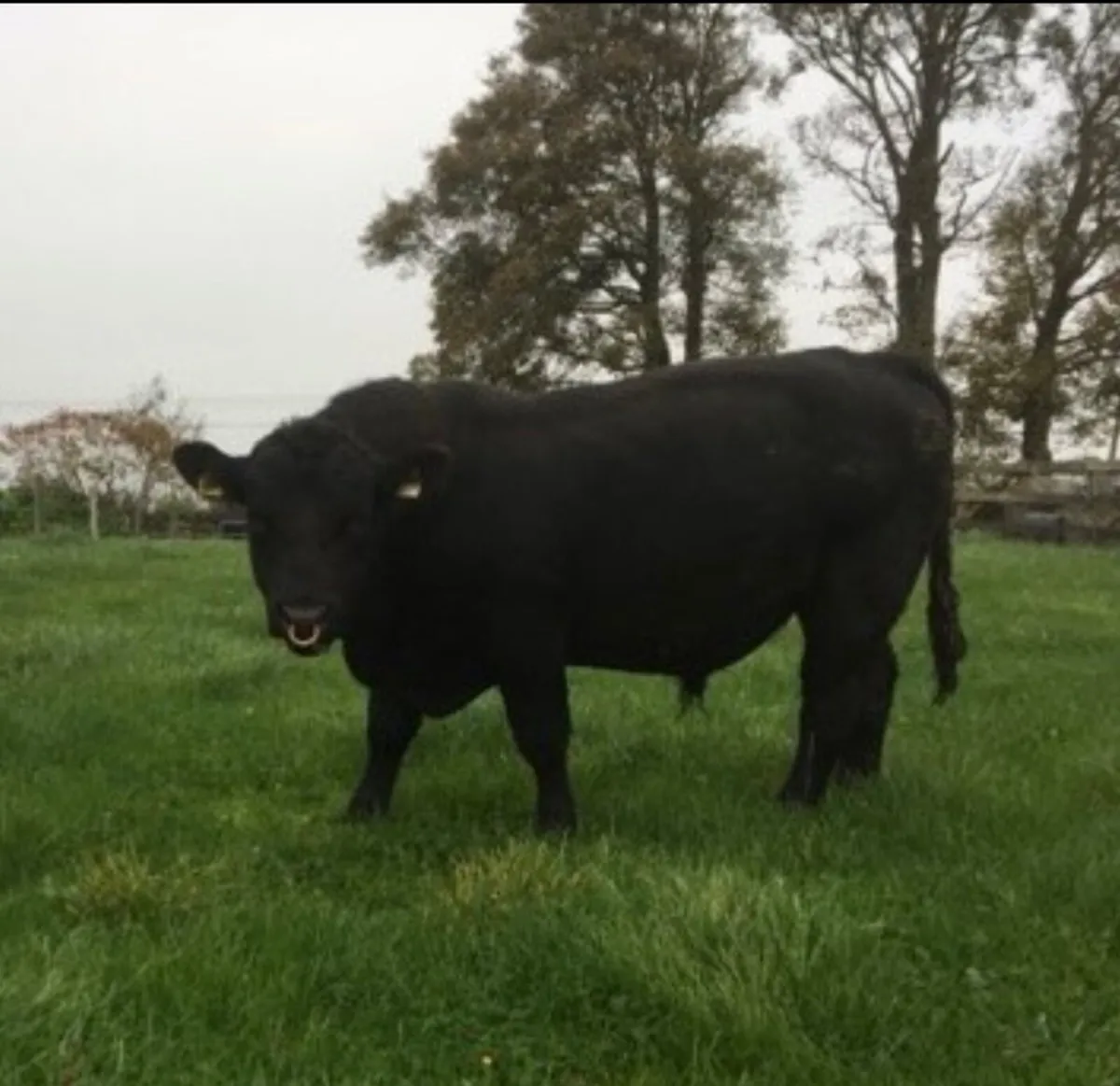 Aberdeen Angus Bull - Image 1