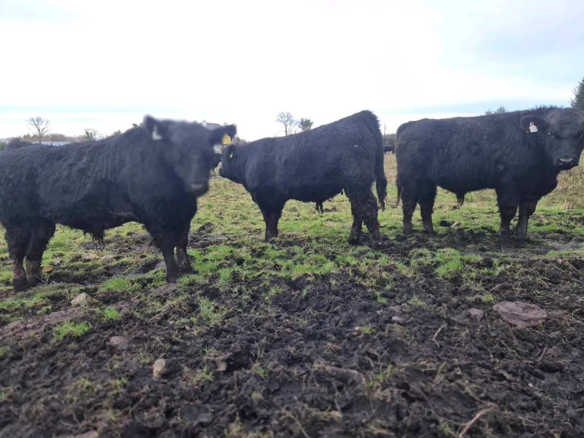 Pedrigee Angus Bulls - Image 1