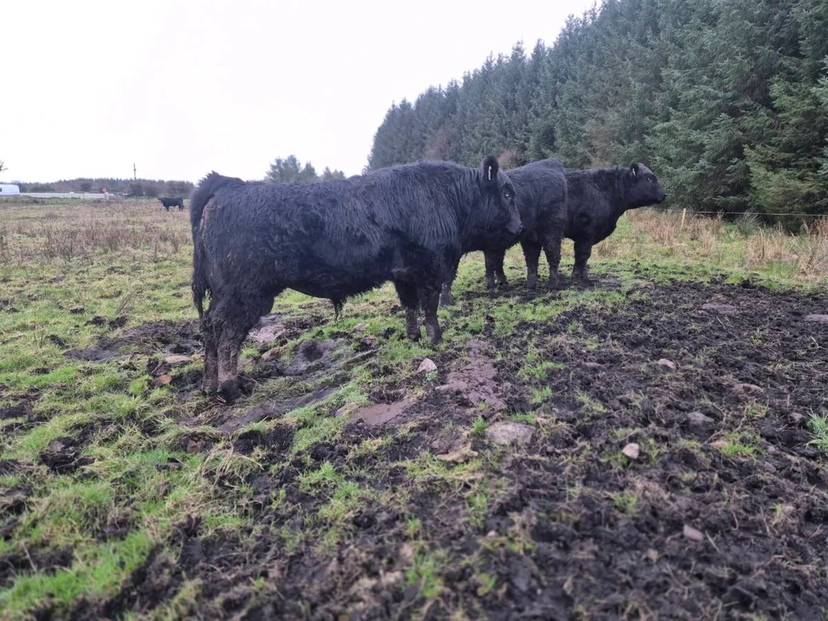 Pedrigee Angus Bulls - Image 2