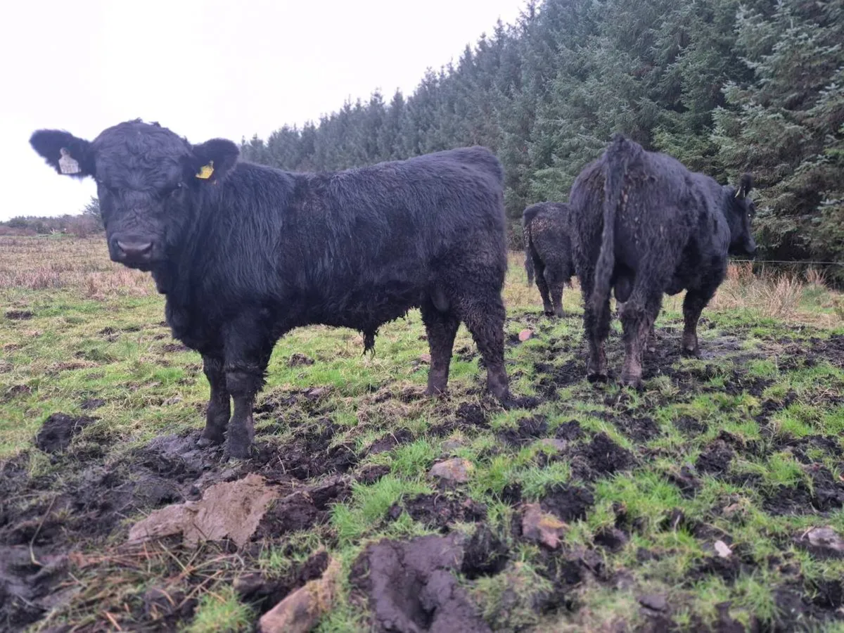 Pedrigee Angus Bulls - Image 3