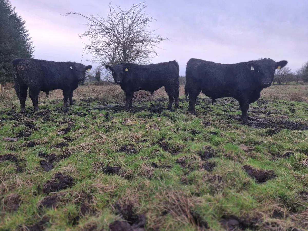 Pedrigee Angus Bulls - Image 4