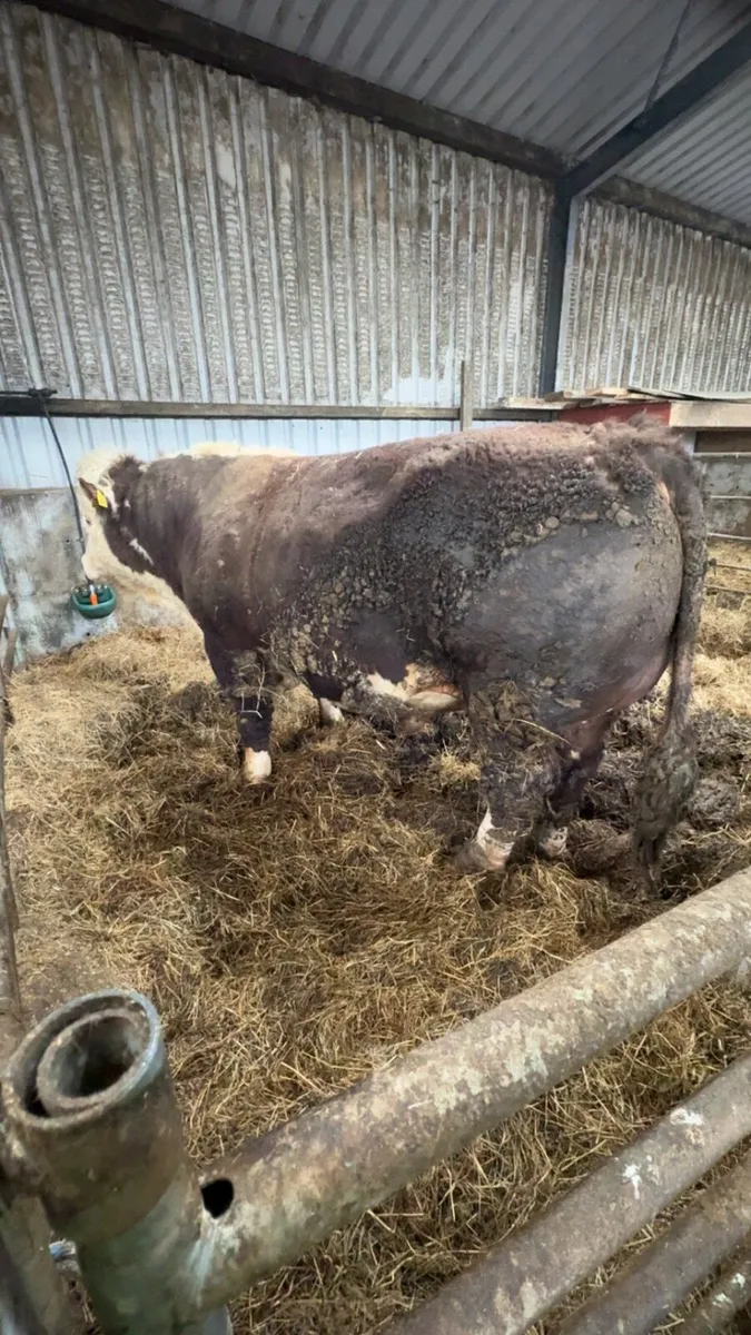 5 and 1/2 YO PBR Hereford Bull - Image 1