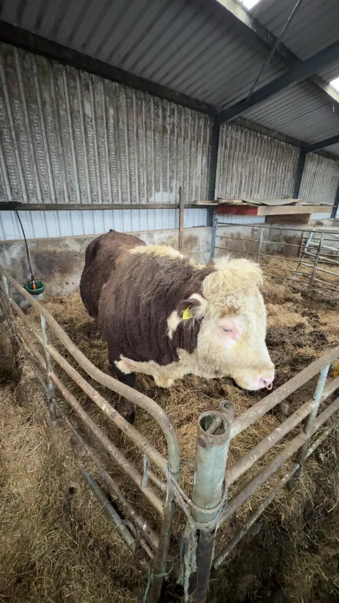 5 and 1/2 YO PBR Hereford Bull - Image 2