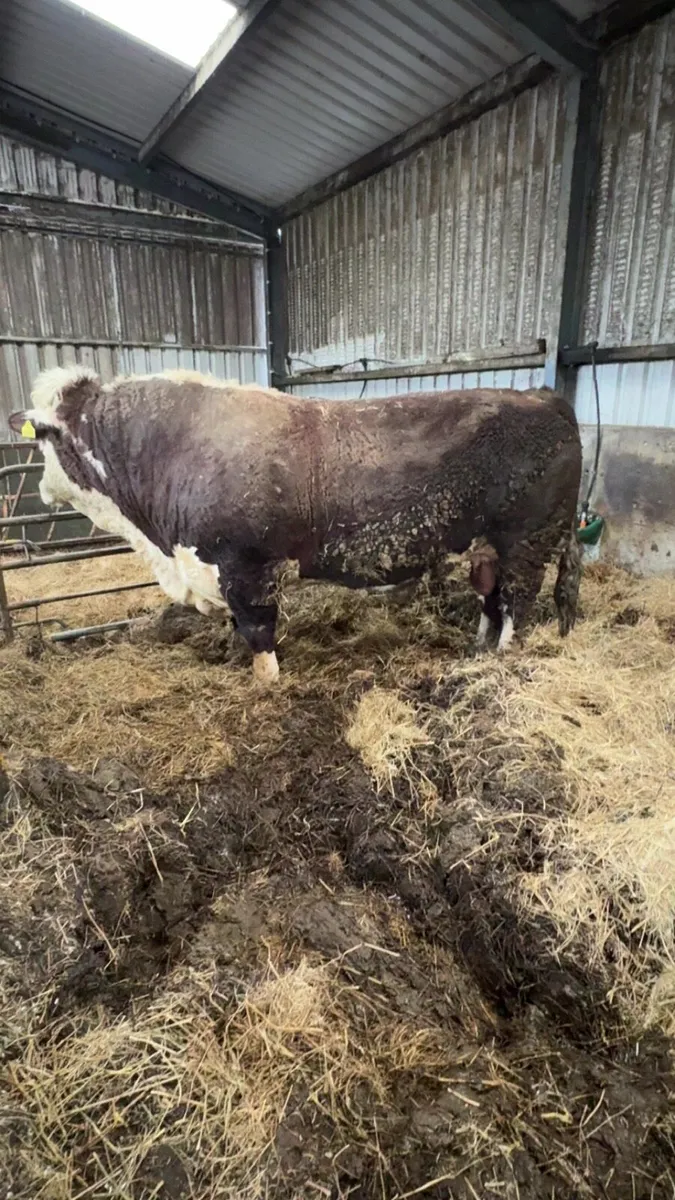 5 and 1/2 YO PBR Hereford Bull - Image 3