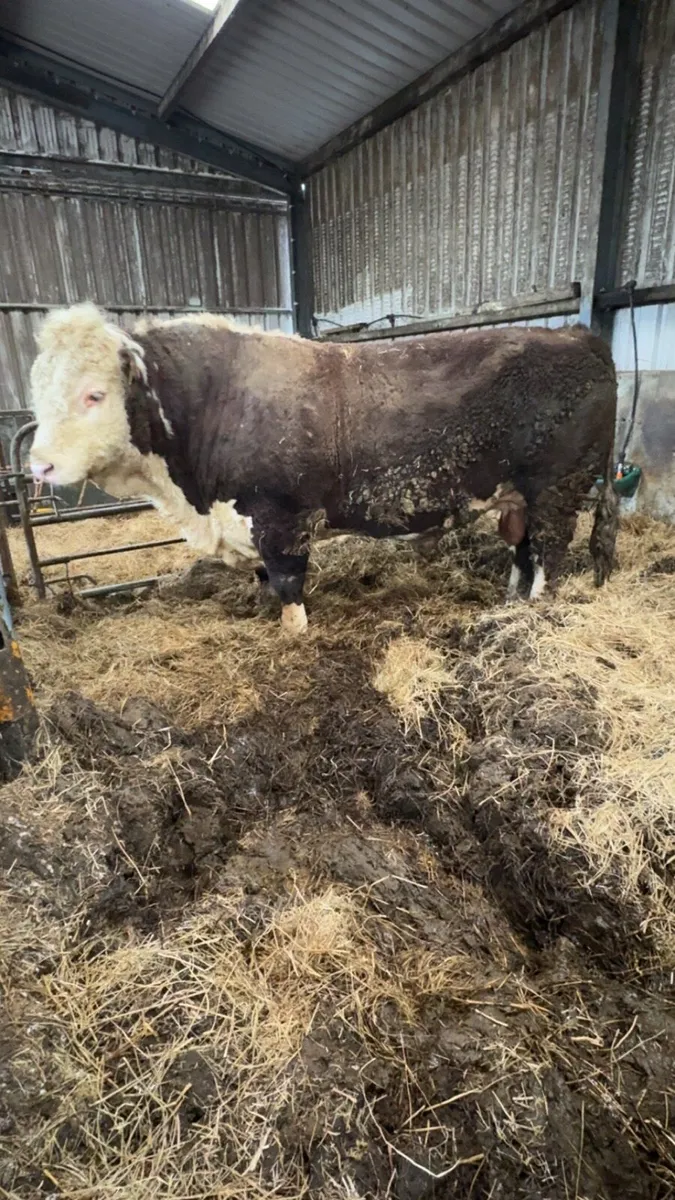 5 and 1/2 YO PBR Hereford Bull - Image 4