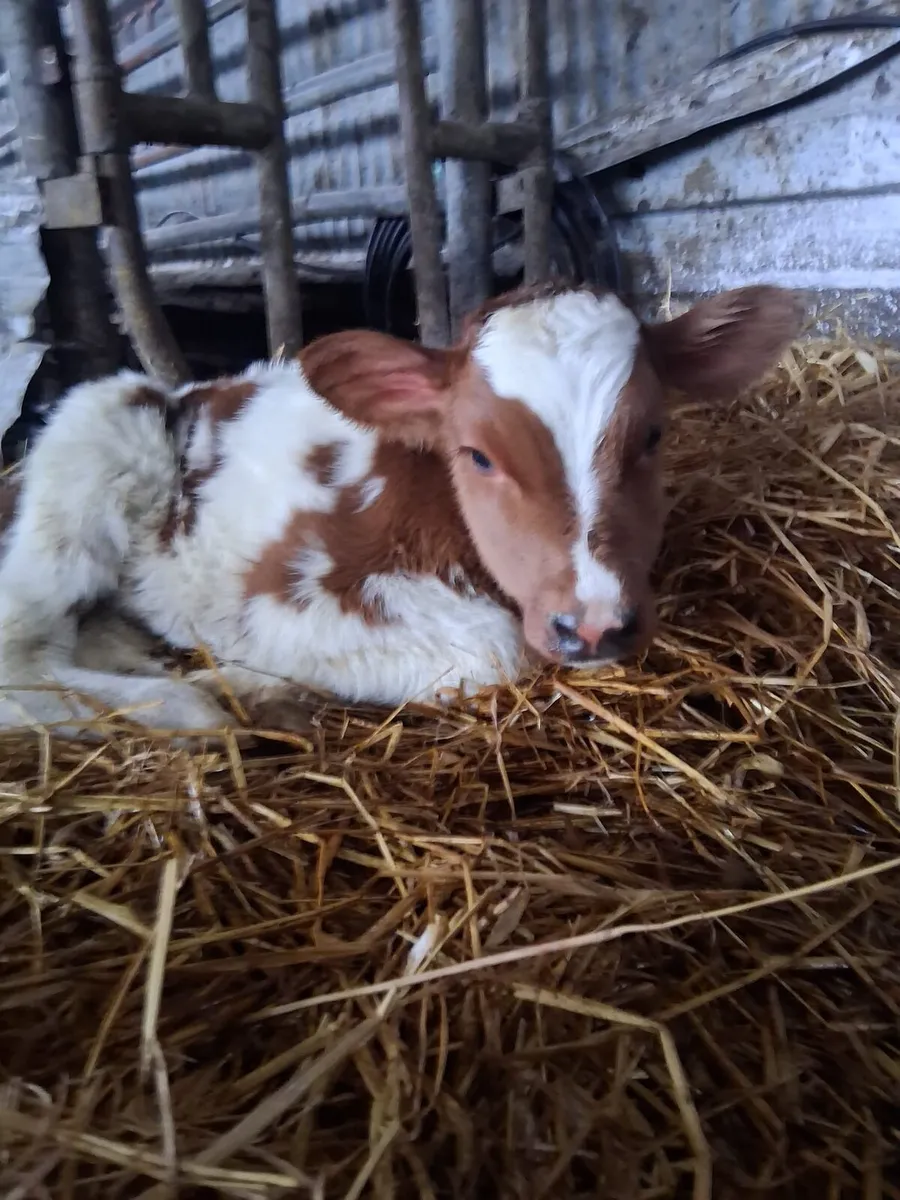 Freshly Calved Dairy cows