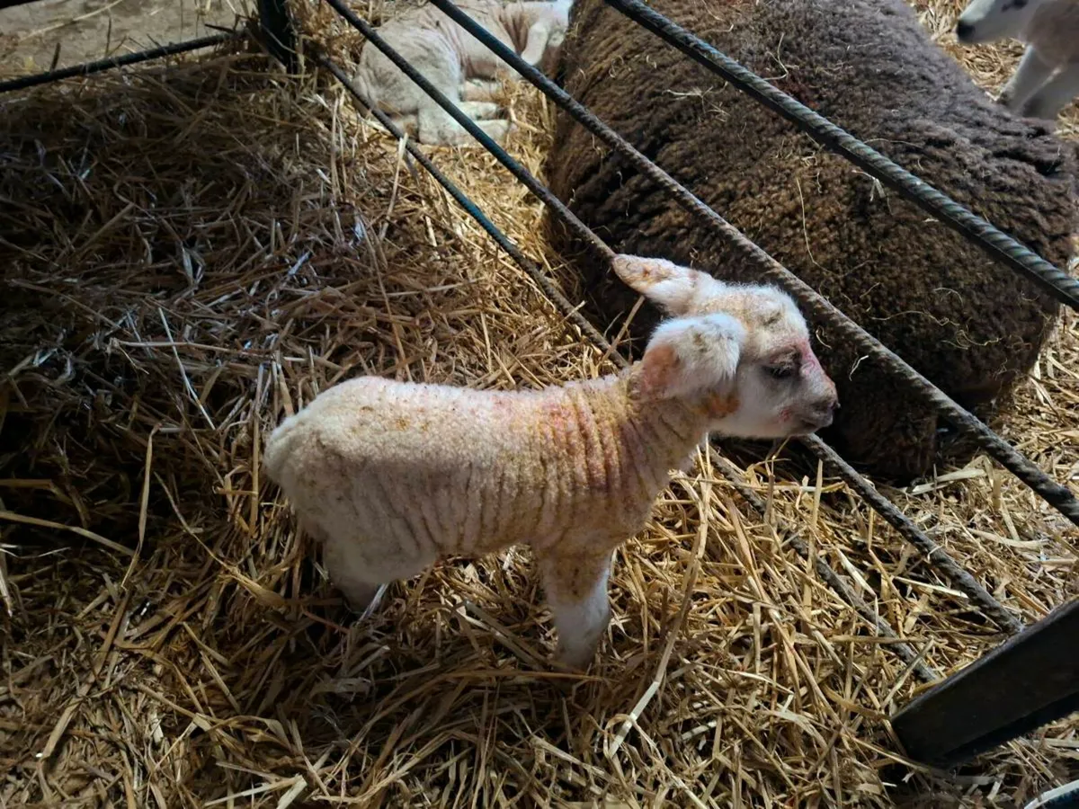 Pet Lambs - Image 1