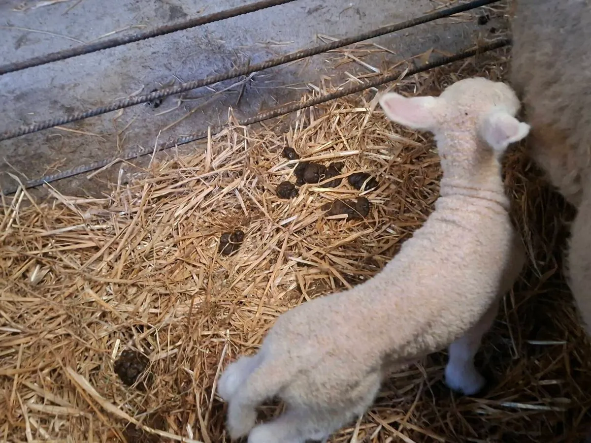 Pet Lambs - Image 3