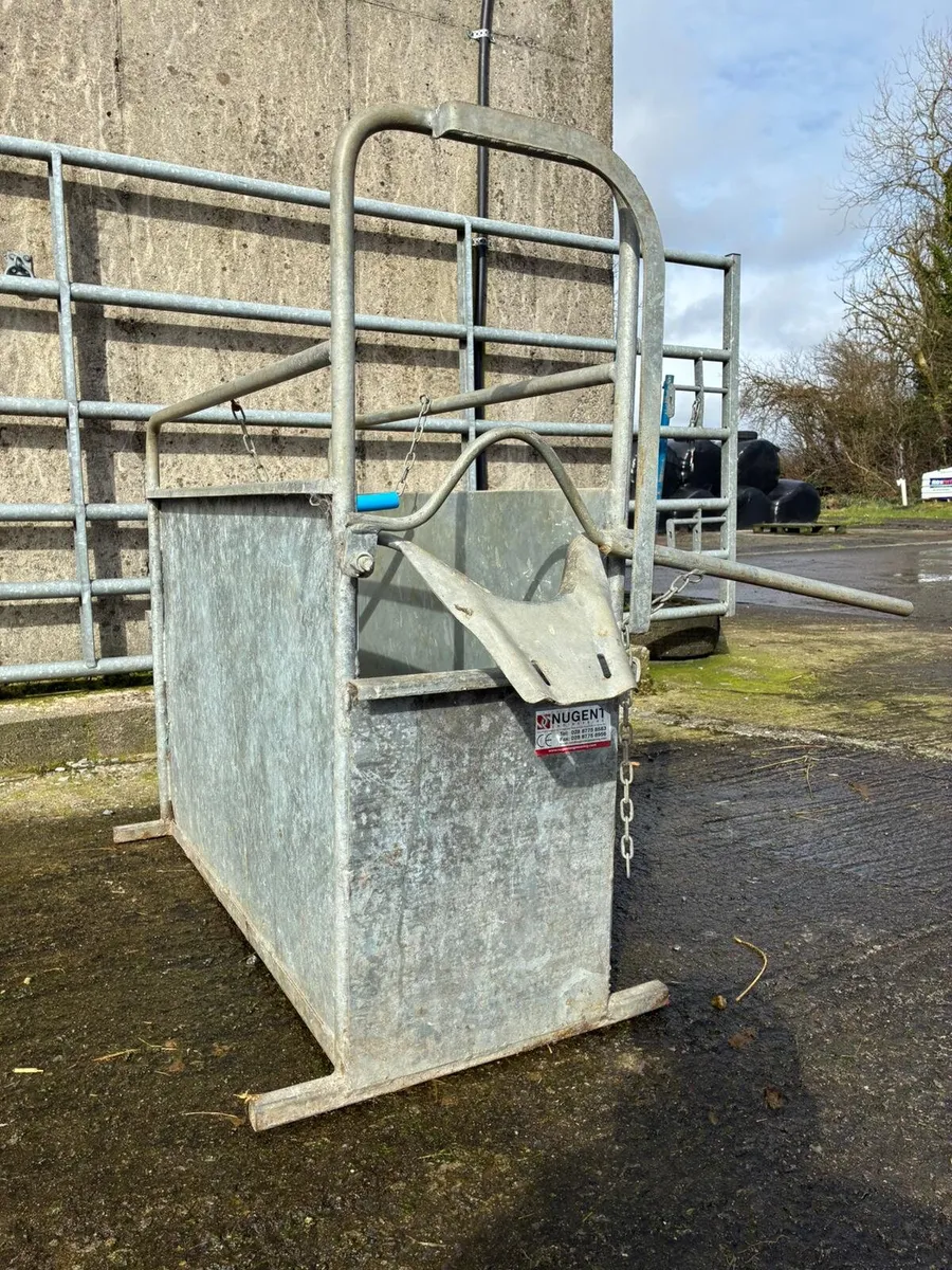 Nugent calf dehorning crate - Image 2