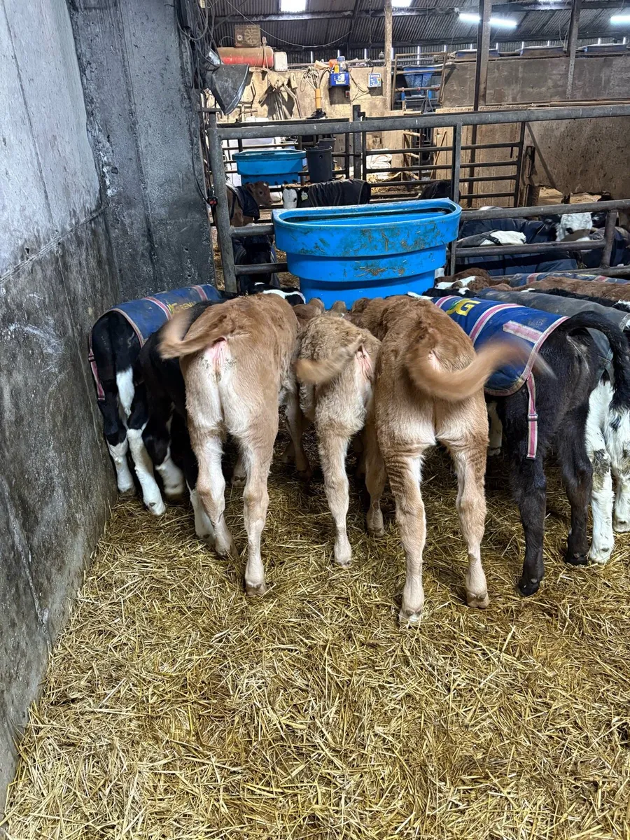 Calves for sale - Image 4