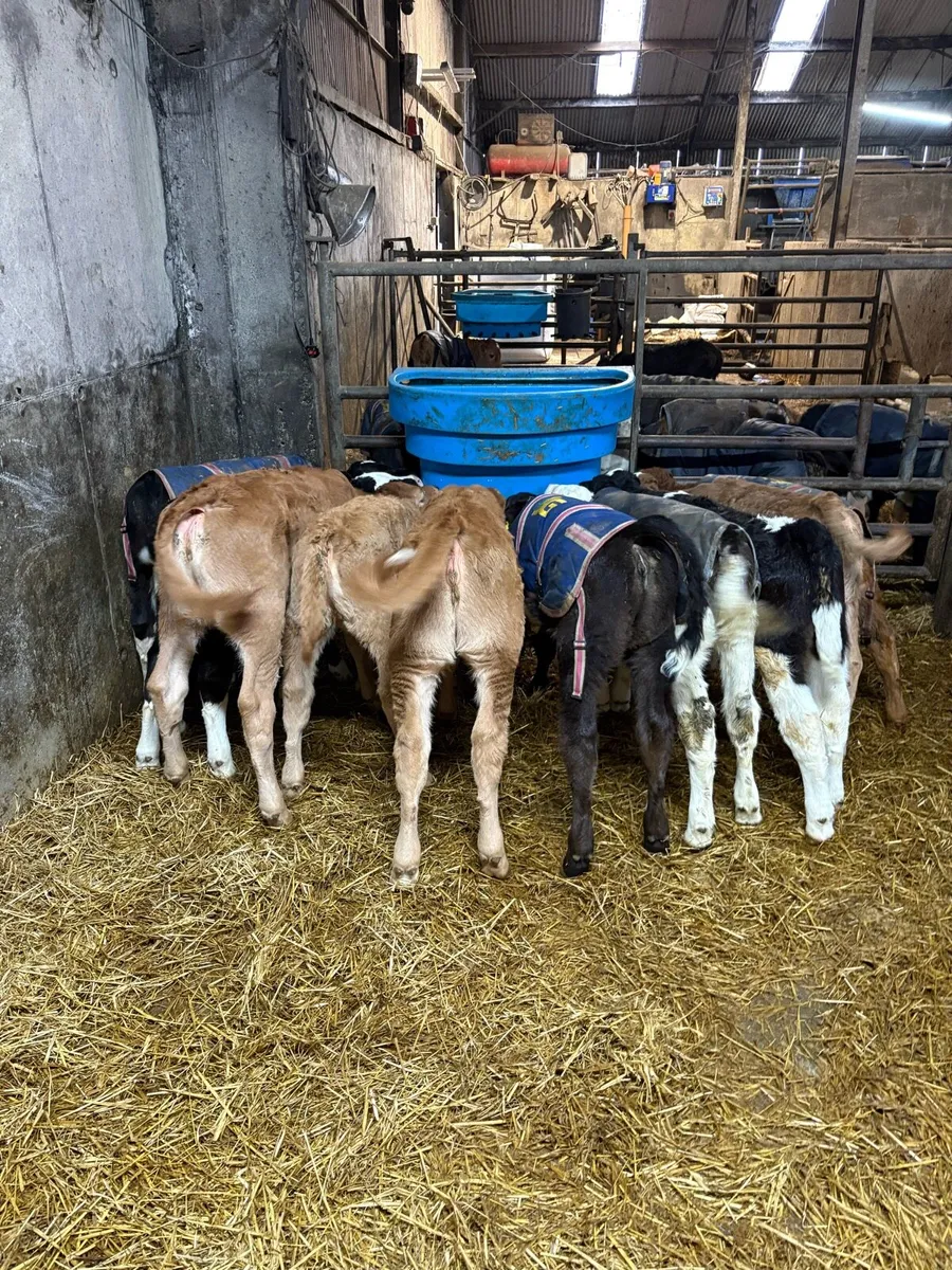 Calves for sale - Image 1
