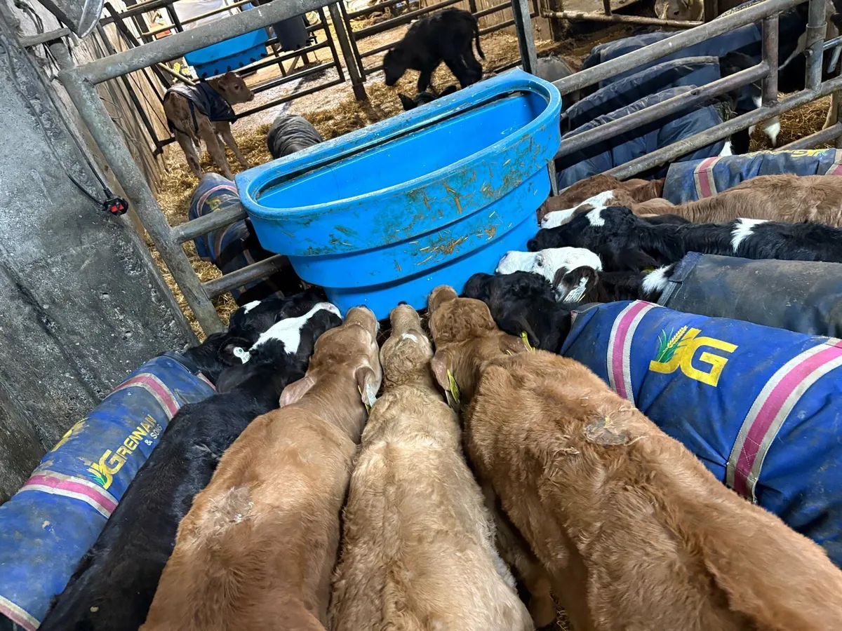 Calves for sale - Image 2