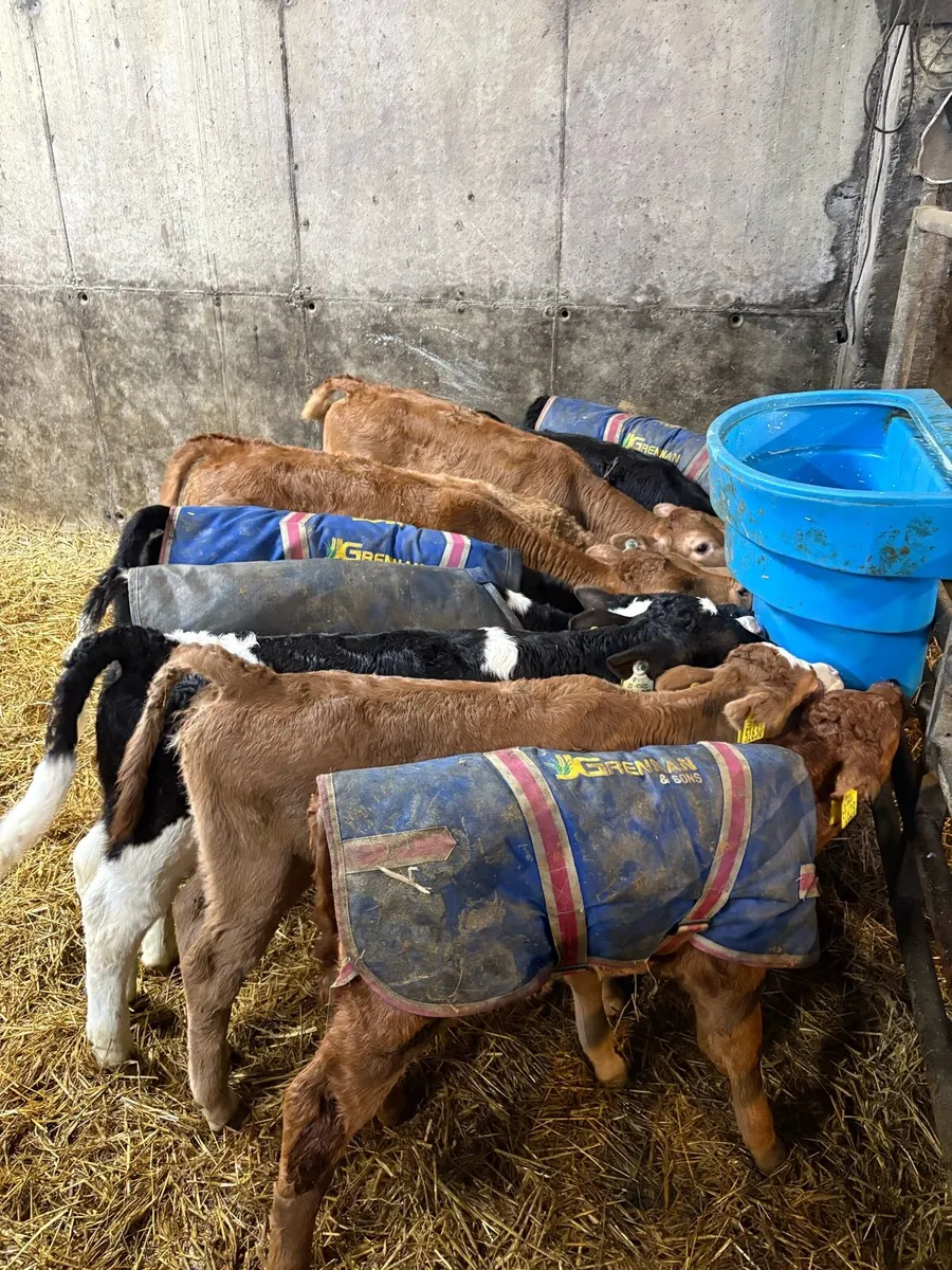 Calves for sale - Image 3