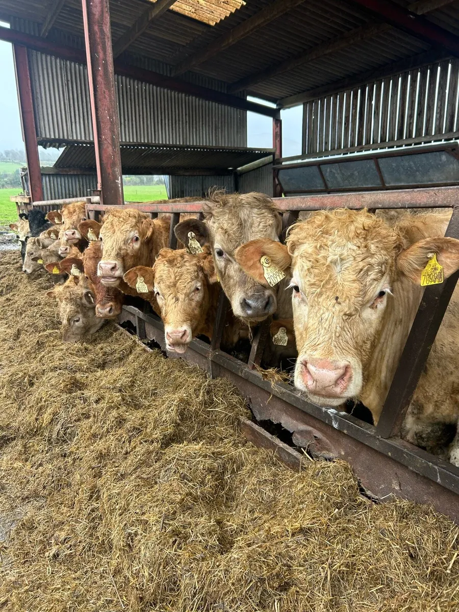 Suckler bred CH - Image 1