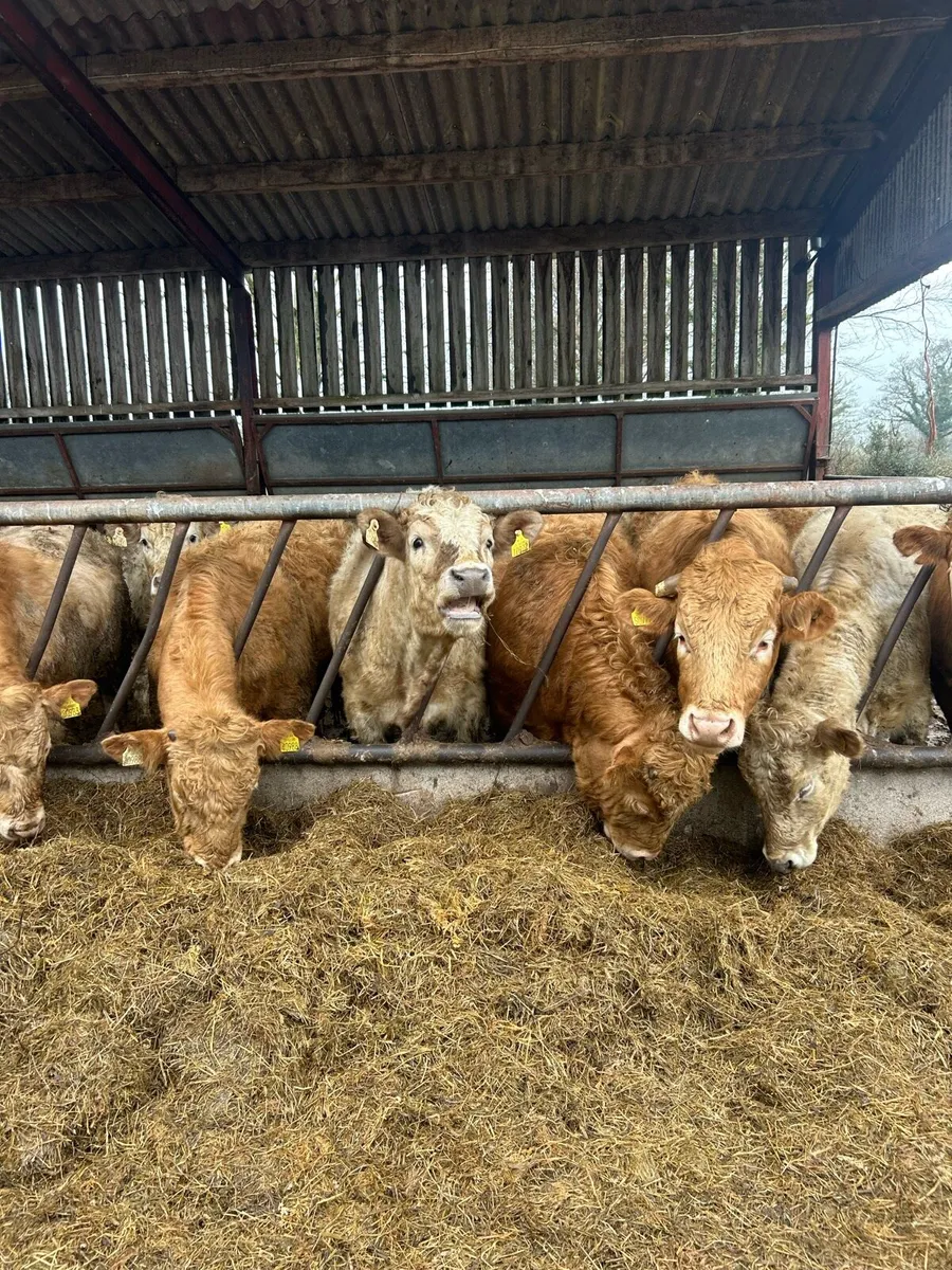 Suckler bred CH - Image 2