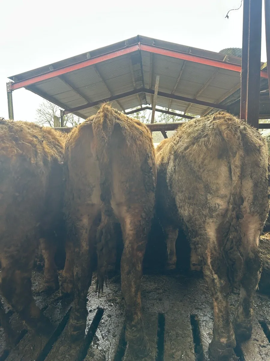 Suckler bred CH - Image 3