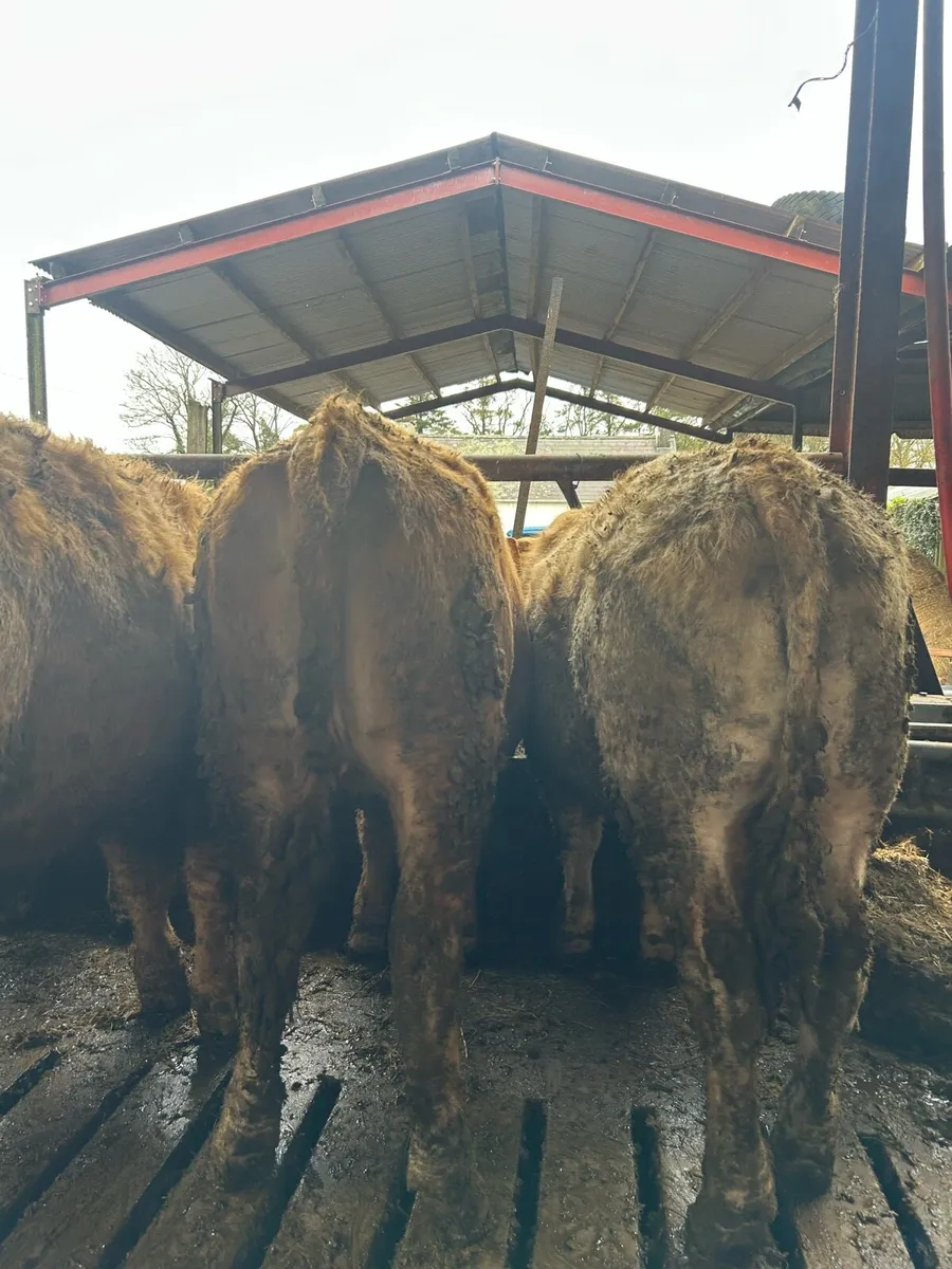 Suckler bred CH - Image 4