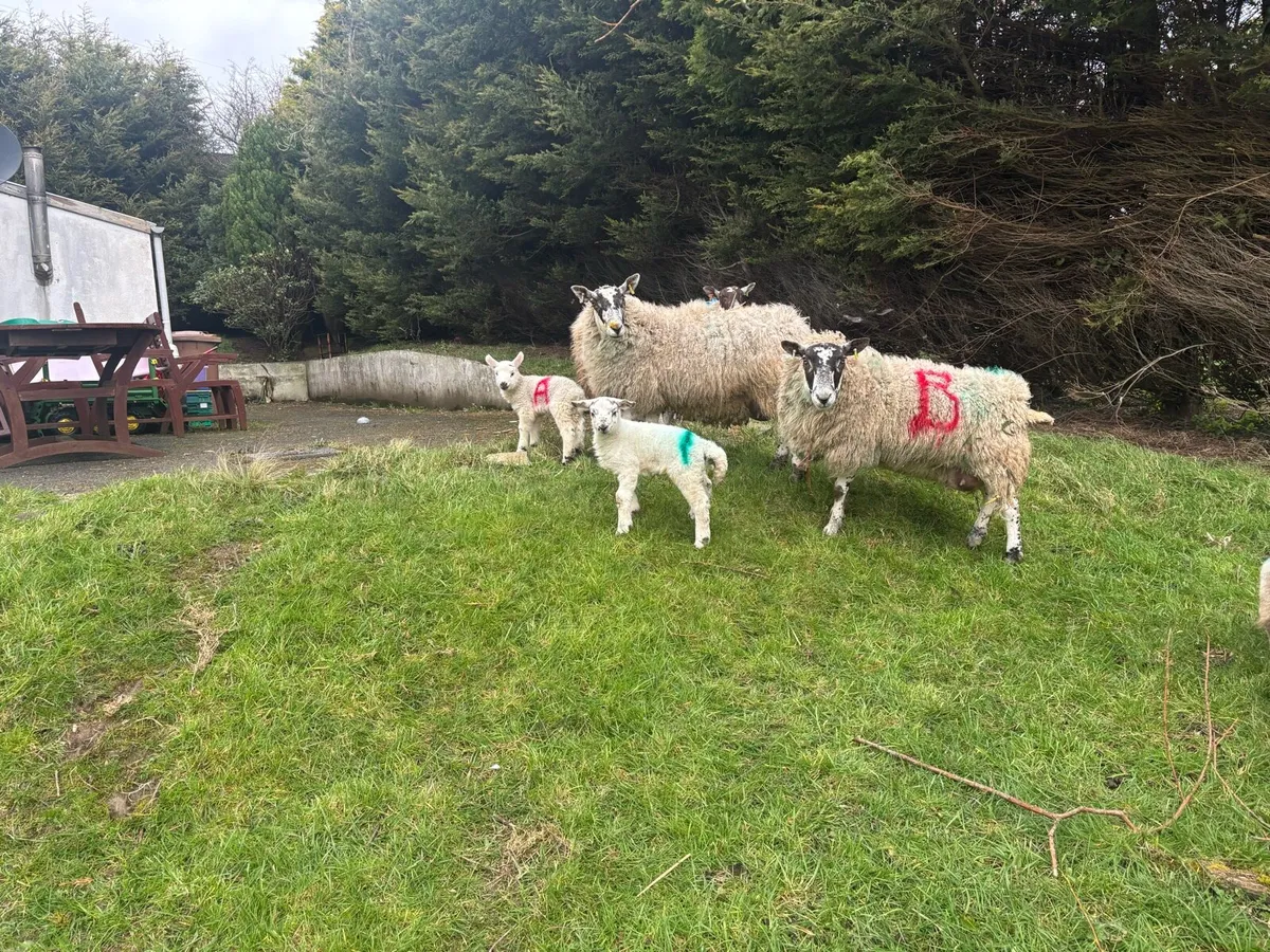 5 Ewes & 7 Lambs - Image 1