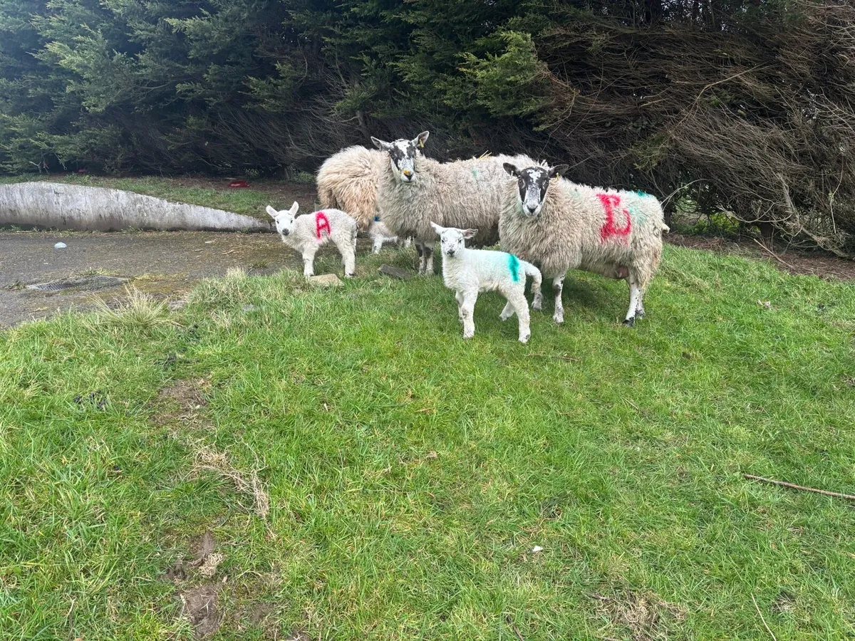 5 Ewes & 7 Lambs - Image 2