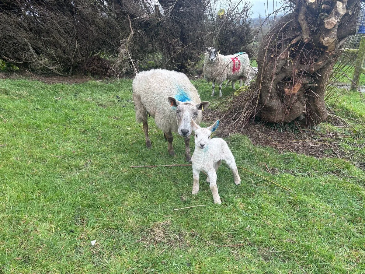 5 Ewes & 7 Lambs - Image 3