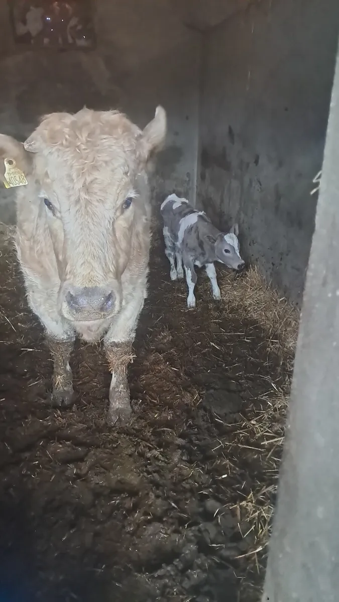 Calved heifer - Image 3