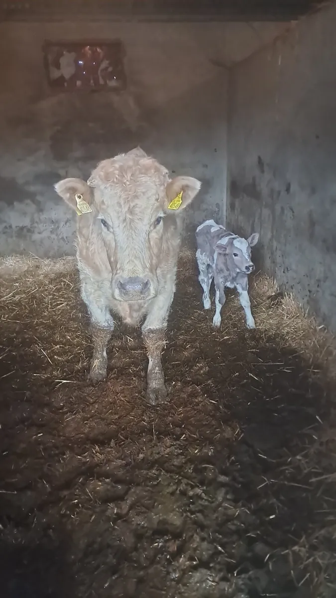 Calved heifer - Image 2