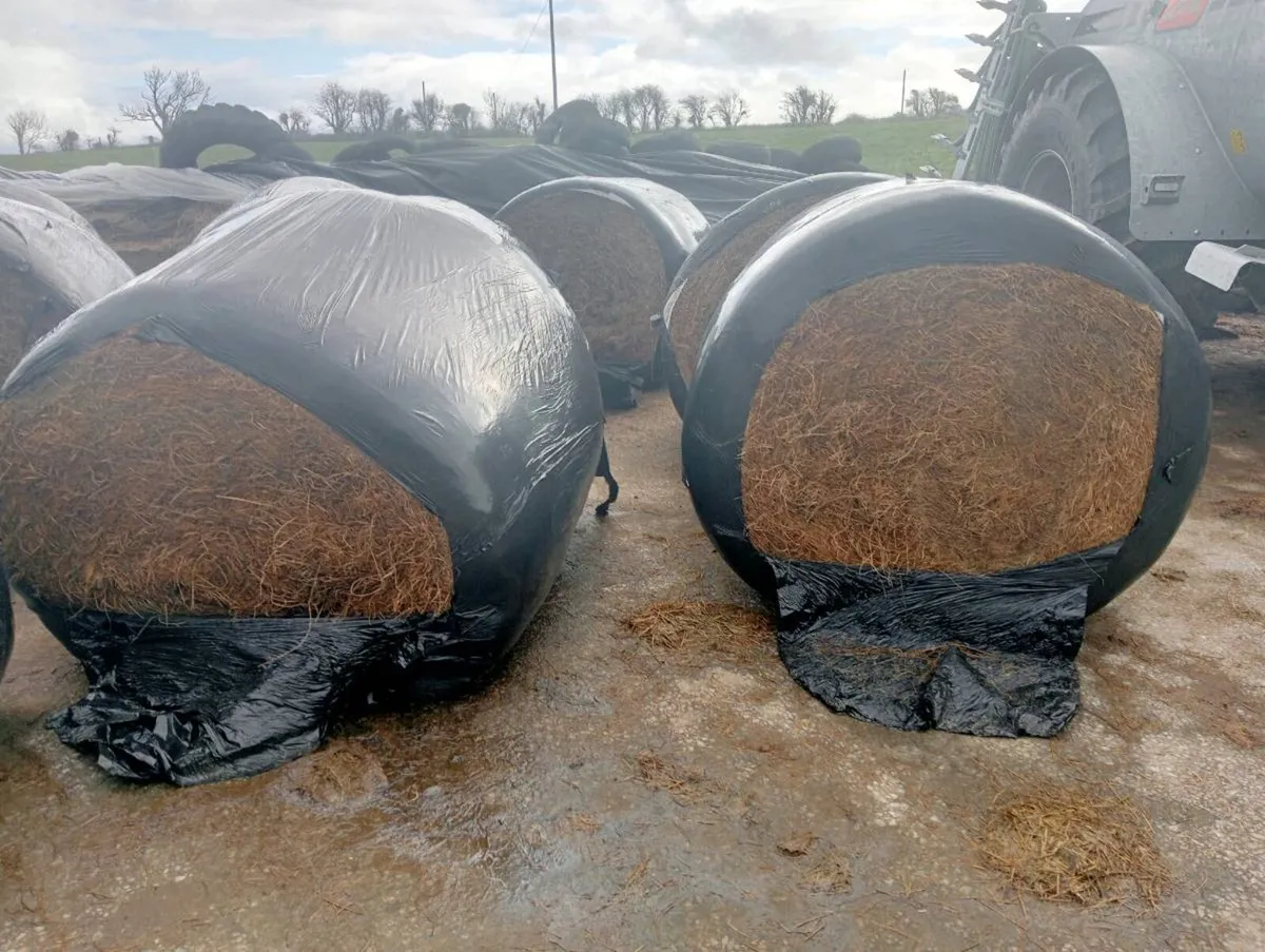 Silage bales - Image 1