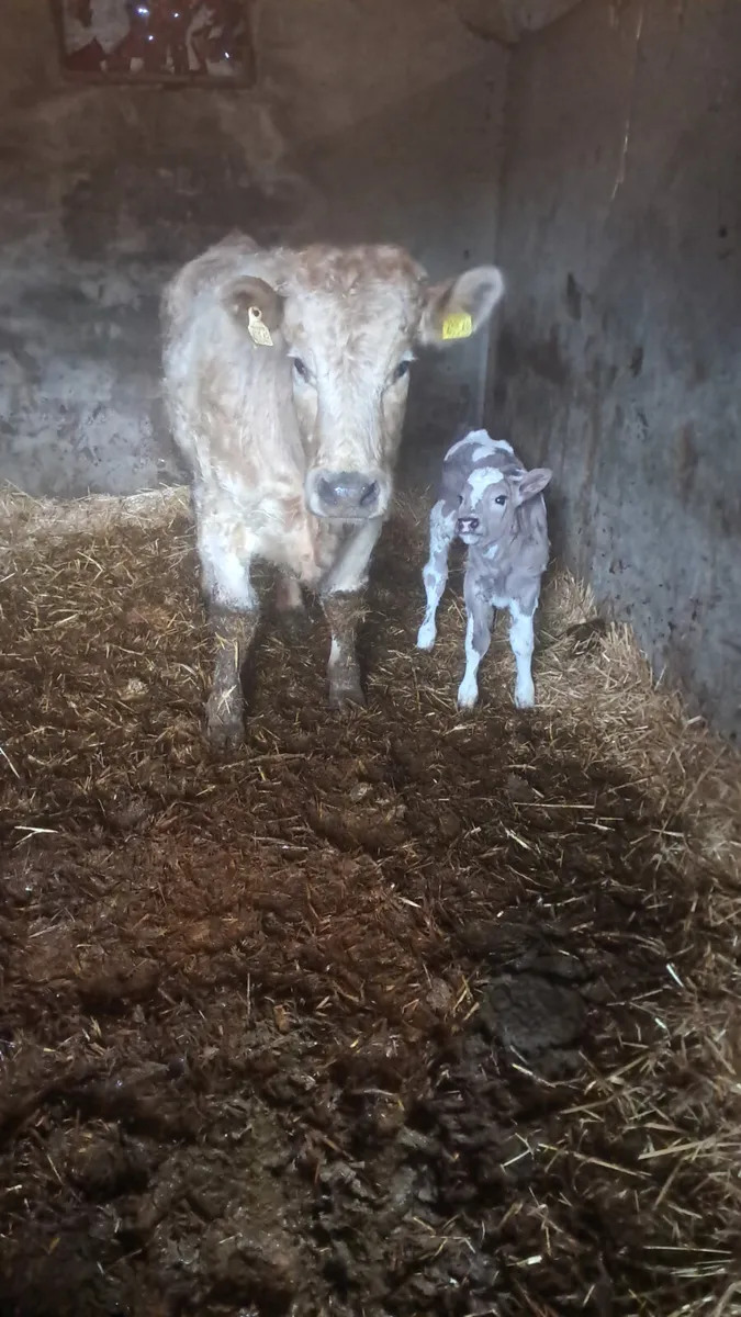 Calved heifer - Image 1