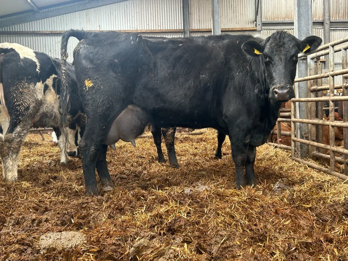 2020 born Angus Forster cow - Image 1