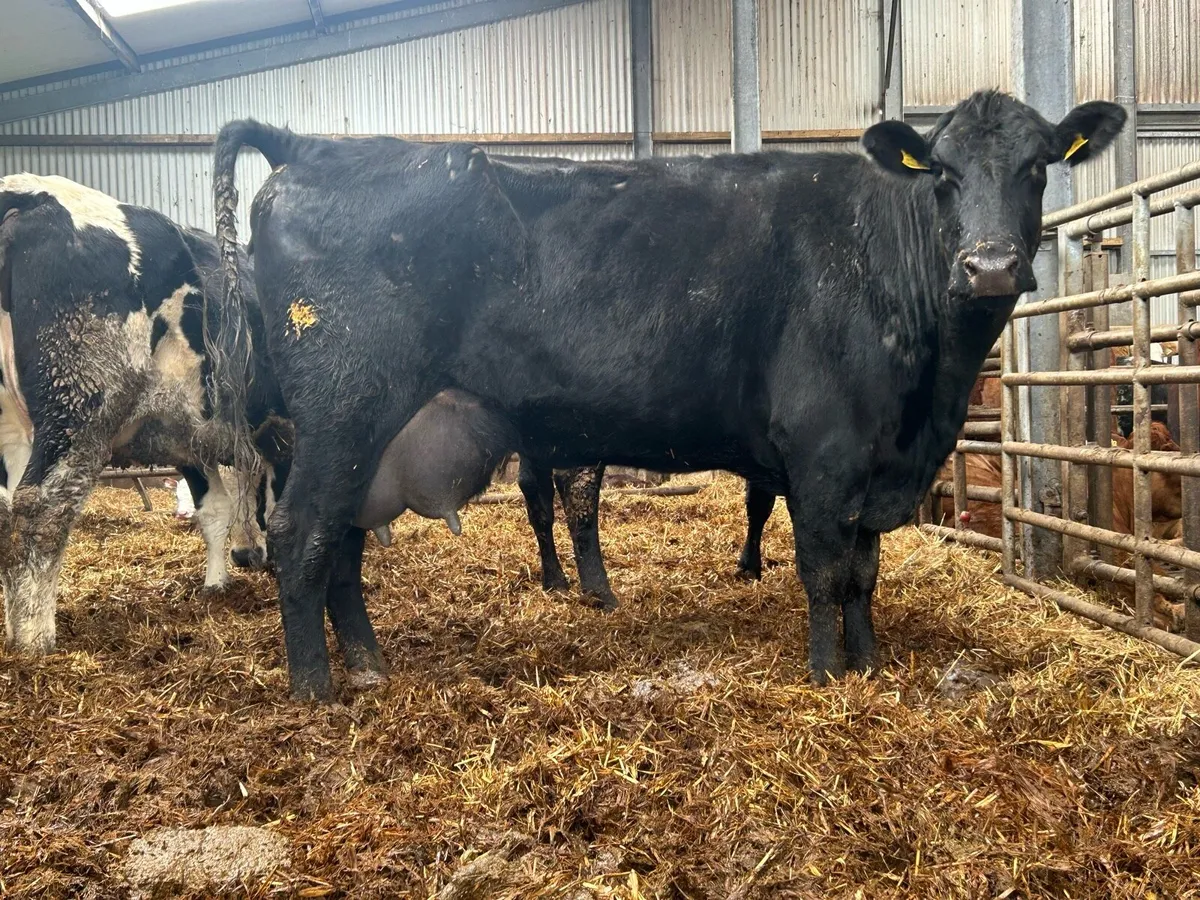 2020 born Angus Forster cow - Image 3