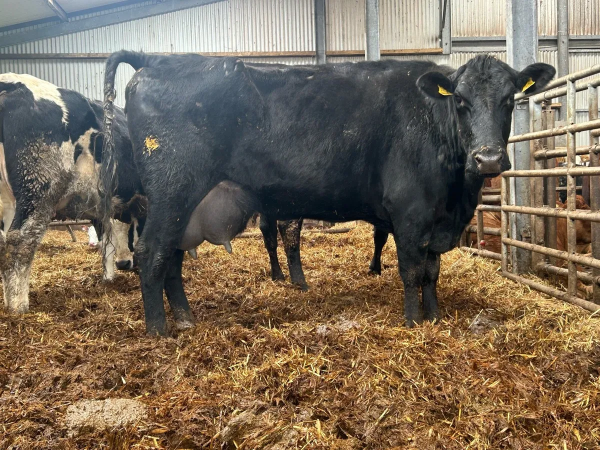 2020 born Angus Forster cow - Image 2