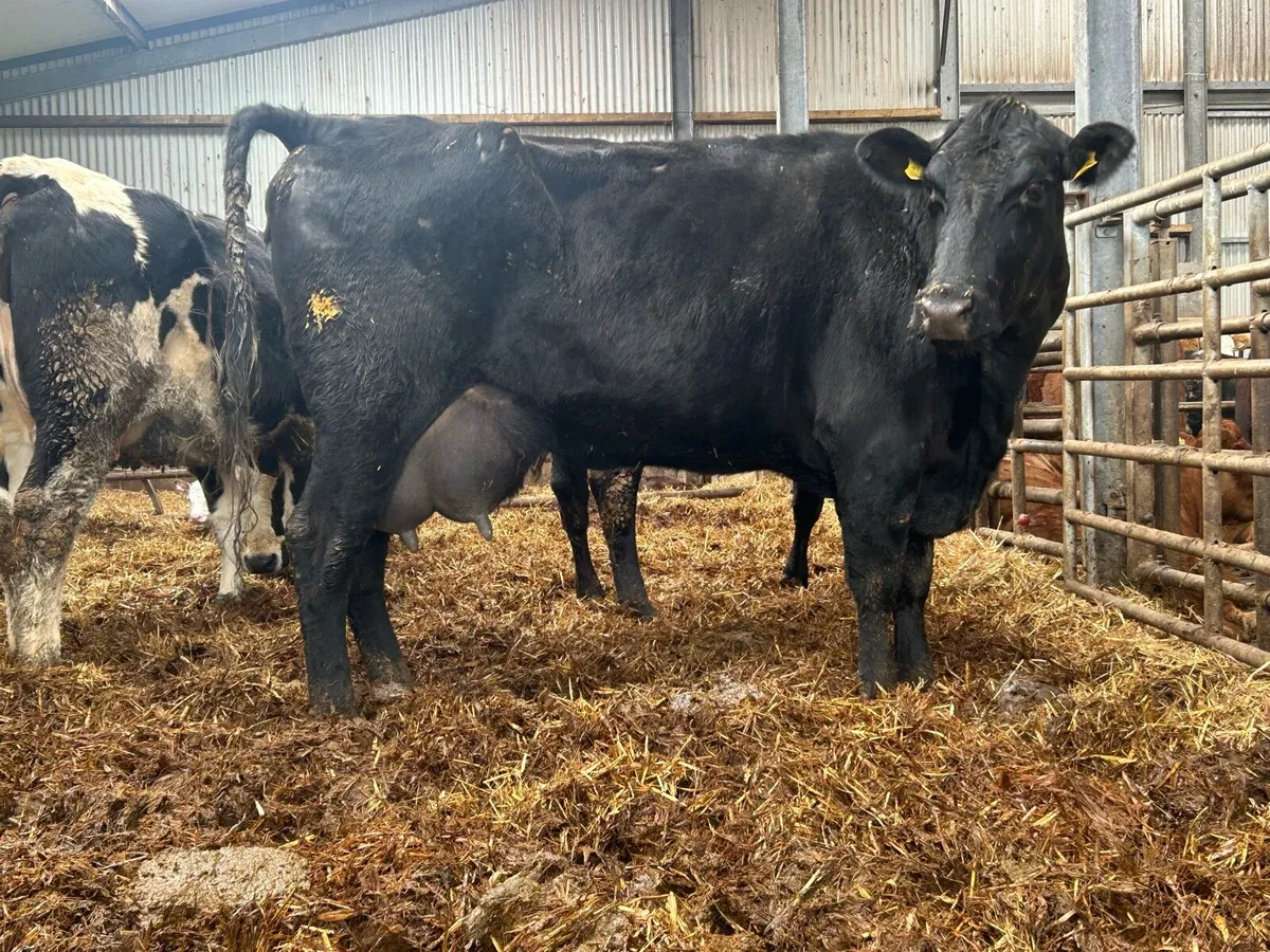 2020 born Angus Forster cow - Image 4