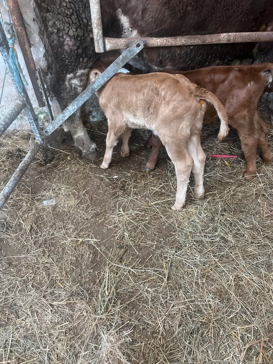 Limousin heifer calf - Image 1