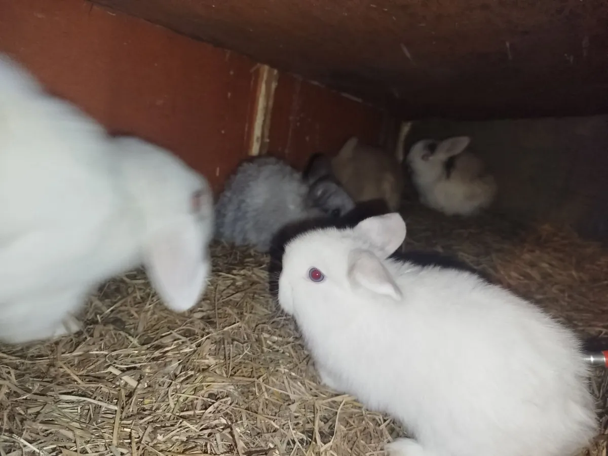 Baby mini lop rabbits - Image 1