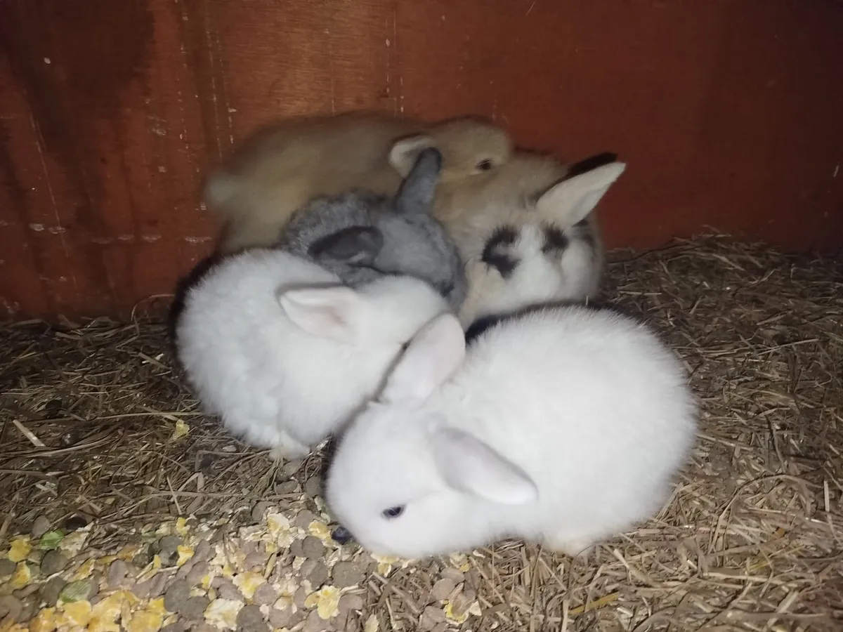 Baby mini lop rabbits - Image 2