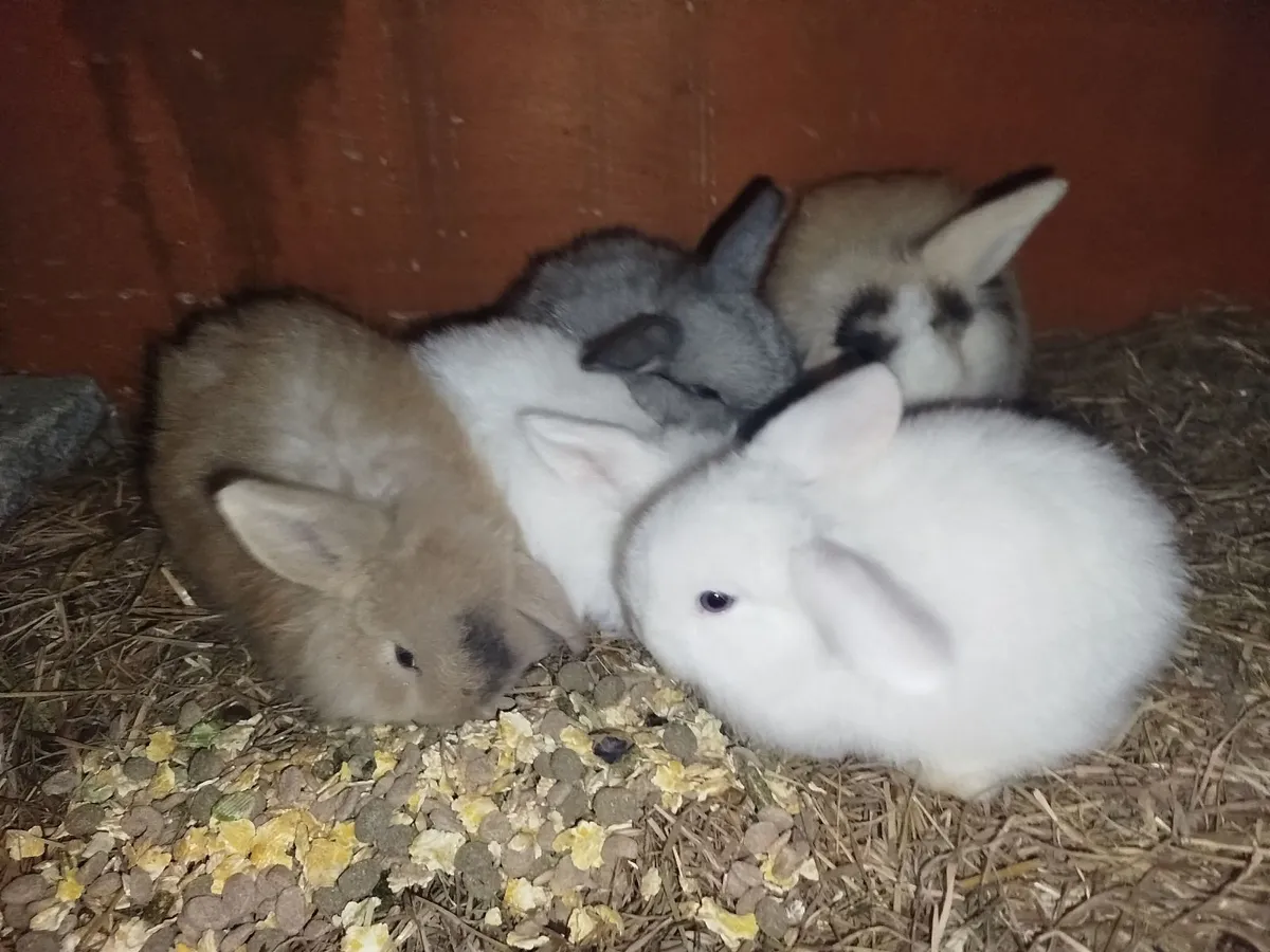 Baby mini lop rabbits - Image 3
