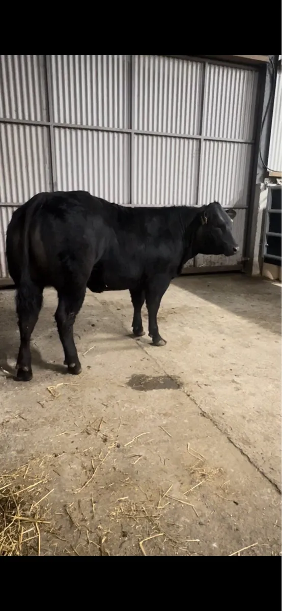 Limousin heifer weanling - Image 1