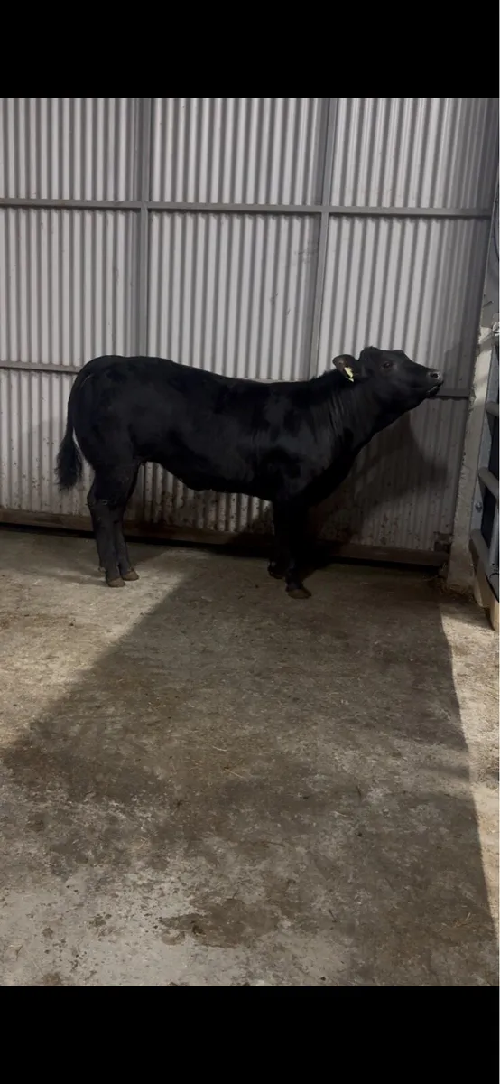 Limousin heifer weanling - Image 3